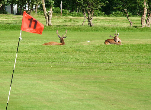 Lochranza Golf, Isle of Arran