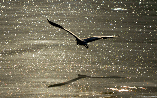 Bird of Prey, Isle of Arran