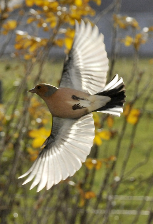 Wildlife, Isle of Arran