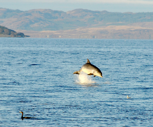 Dolphines near Isle of Arran, Scotland