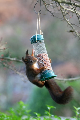 Squirrel, Isle of Arran