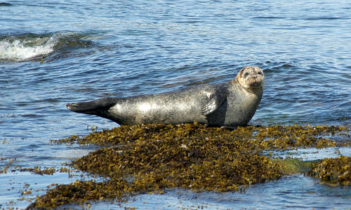 Seals, Isle of Arran