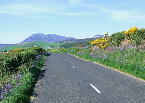 wild flowers, Isle of Arran